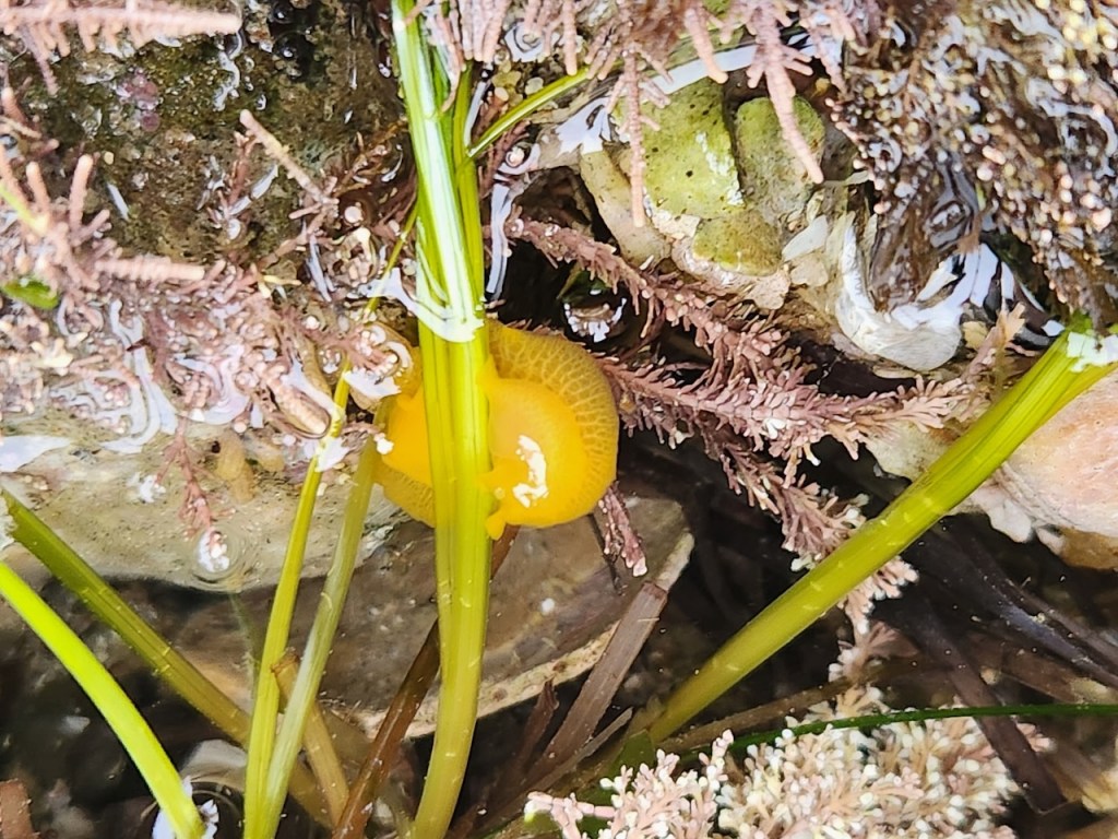 Bright yellow sea slug nestled among green seagrass and pinkish-brown seaweed in a shallow tide pool. The sea slug has a smooth, rounded body with a slightly textured surface and is partially submerged in water. The surrounding environment includes rocks, shells, and various types of marine vegetation, creating a natural underwater habitat. The lighting highlights the vibrant color of the sea slug, making it stand out against the more muted tones of the plants and rocks.