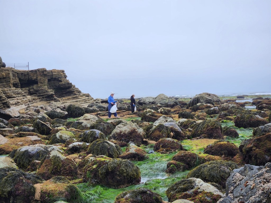 Rocky shoreline with two people walking. The foreground and midground are covered in large, rounded rocks and boulders, many of which are coated in green and brown seaweed or moss. There are patches of bright green algae or seagrass between the rocks. On the left side, there is a layered rock formation that looks like a small cliff. The sky is overcast and gray, and the ocean is visible in the background. The two people, one wearing a blue jacket and white hat and the other in darker clothing, are walking among the rocks, possibly exploring or collecting something. The scene feels cool, damp, and natural.