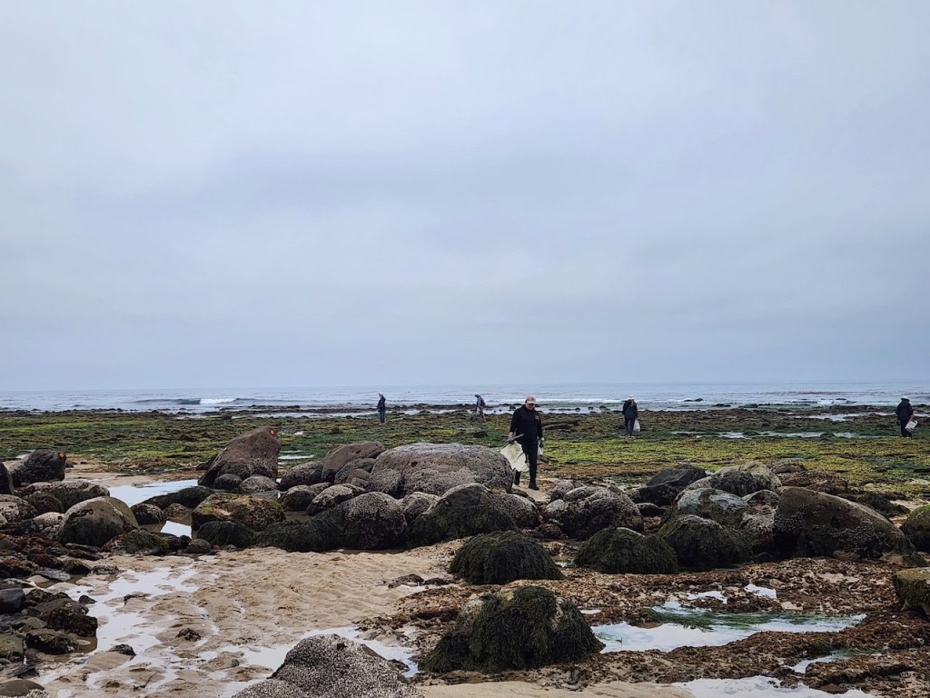 Rocky shoreline at low tide with several people scattered across the scene. The foreground is filled with large, rounded rocks covered in dark green seaweed and patches of sand with small tide pools. In the middle ground, a person dressed in dark clothing is walking toward the camera, carrying a white bag and what appears to be a grabber tool, suggesting they are picking up litter or cleaning the beach. Other people are visible farther away, also carrying bags and spread out along the exposed rocky and mossy tidal flats. The sky is overcast, and the ocean is calm in the background. The overall atmosphere is cool and quiet, with a focus on environmental care.