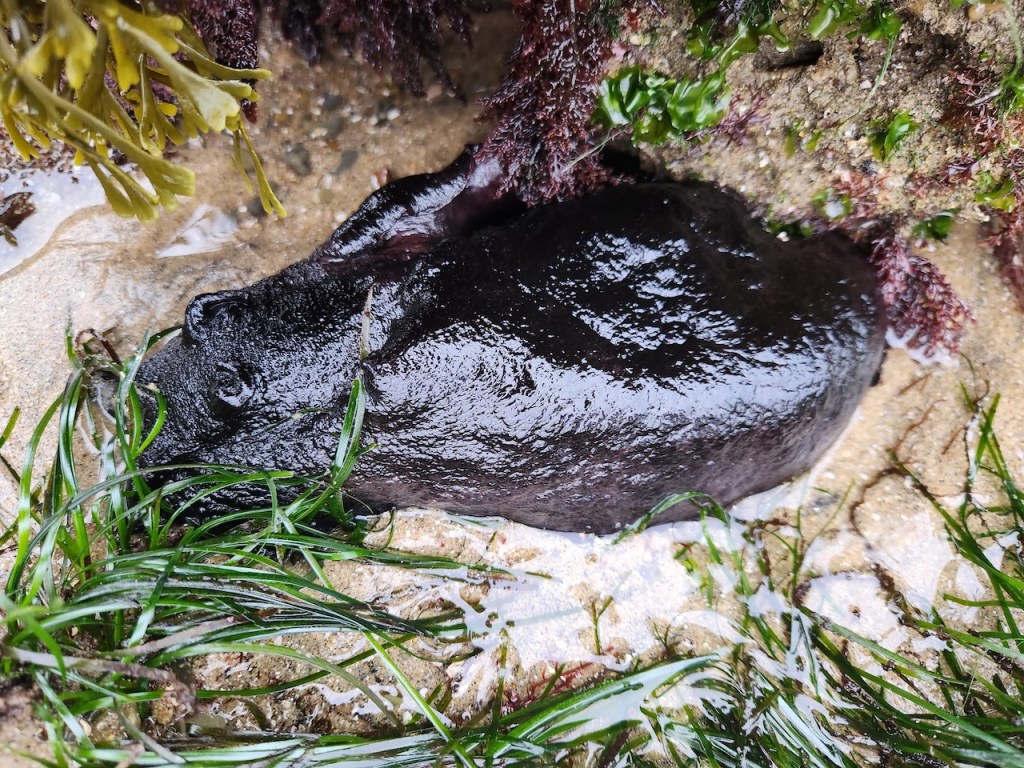 A large, shiny black sea slug lying on wet sand in a tide pool. The slug has a smooth, glistening surface and is surrounded by green seagrass, brown and green seaweed, and some purple algae. The animal appears to be partially submerged in shallow water, blending in with the natural rocky and sandy environment. Its body is elongated and somewhat oval-shaped, with a slightly raised area near one end that may be its head.
