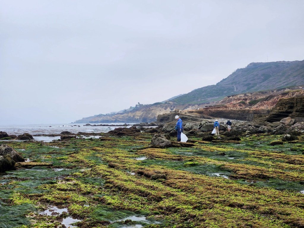 Rocky shoreline covered in green seaweed and algae, with three people scattered across the scene. The people are wearing hats and jackets, and each is holding a white trash bag, suggesting they are participating in a beach cleanup. The sky is overcast, and the ocean is calm, with gentle waves meeting the rocks. In the background, there are rugged cliffs and hills with patches of vegetation. The overall atmosphere is cool and misty.