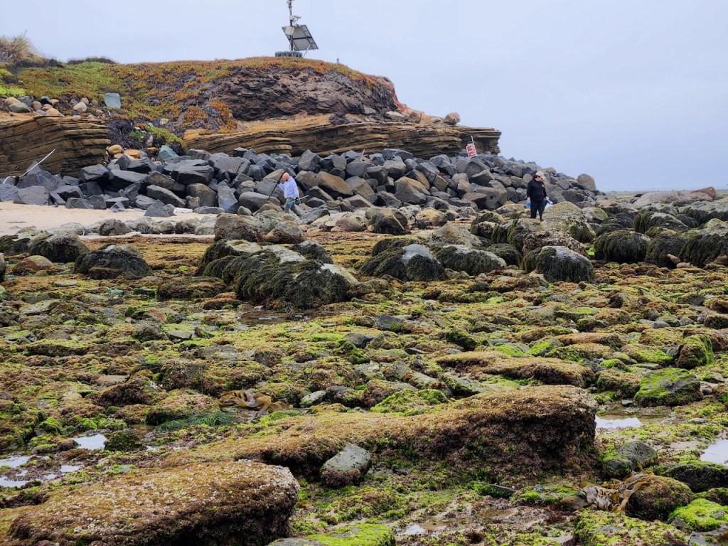 Rocky shoreline at low tide, covered with green and brown seaweed and algae. Large, rounded rocks and boulders are scattered across the foreground, many of them slick with marine growth. In the background, there is a sloping hill with layered rock formations and patches of vegetation. Two people are visible: one closer to the left, wearing a light blue jacket and dark pants, and another farther to the right, dressed in dark clothing. Both are walking among the rocks. At the top of the hill, there is a small structure with what appears to be a solar panel or antenna. The sky is overcast, giving the scene a cool, muted tone.