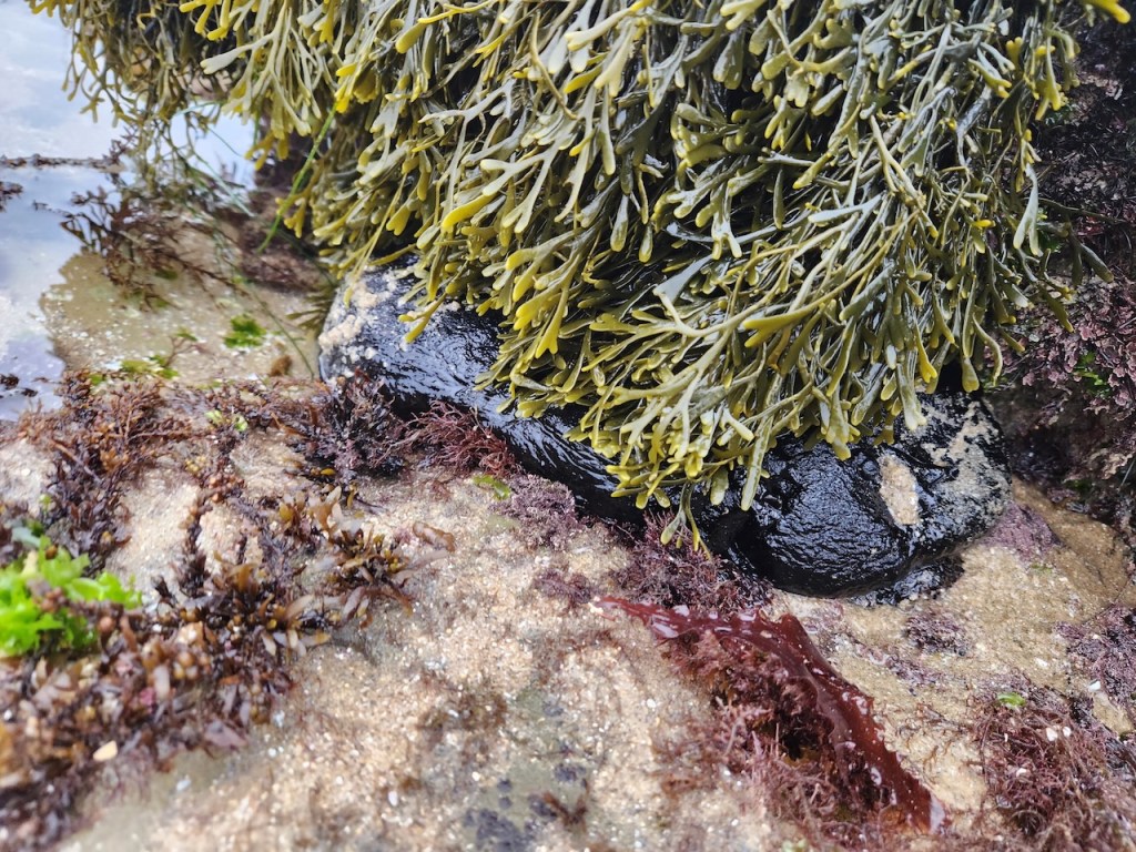 A cluster of seaweed and marine life on a rocky shore. The upper part of the image is dominated by dense, greenish-brown seaweed with finger-like fronds hanging down. Beneath the seaweed, there is a large, shiny, black, slug-like creature—likely a sea slug or sea hare—partially hidden under the seaweed. The surrounding area is a mix of wet sand, small pebbles, and various types of smaller seaweed in shades of brown, green, and reddish-purple. The environment appears to be a tidal rock pool at low tide, with some water visible in the upper left corner.
