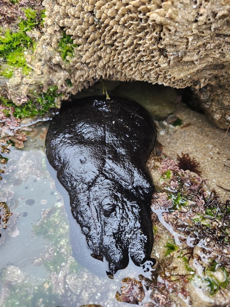 A large, shiny black sea slug partially submerged in a shallow tide pool, nestled under a rocky overhang. The slug has a smooth, glistening surface and is surrounded by wet sand, small patches of green and purple seaweed, and textured rock formations. The overall scene is natural and damp, typical of a rocky shoreline at low tide.