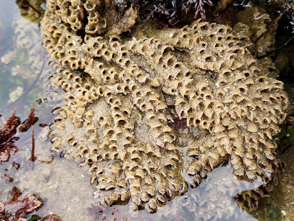 A cluster of small, tube-like structures attached to a rock in shallow water. The tubes are tightly packed together, forming a rough, irregular mat that is tan to light brown in color. Each tube has a small, round opening at the top, and the overall texture is bumpy and porous. The surrounding area includes some water, sand, and bits of seaweed or marine vegetation. This appears to be a colony of marine tube worms or possibly barnacles, commonly found in tidal pools along rocky shores.