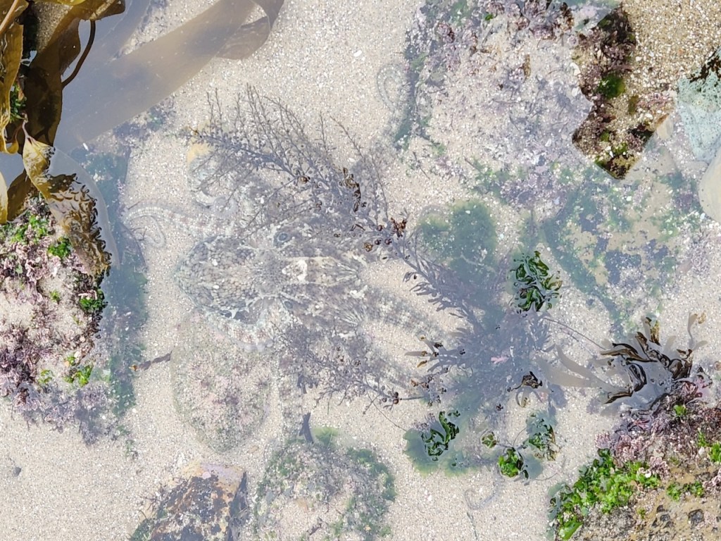 A shallow tide pool with sand, seaweed, and rocks. In the center of the image, there is a well-camouflaged octopus blending in with the sandy bottom and surrounding seaweed. Its body and arms are mottled with patterns and colors that make it difficult to distinguish from the environment. The octopus is partially covered by a piece of brown seaweed, and its arms are spread out, mimicking the textures and shapes of the underwater plants and rocks nearby. The water is clear, allowing a good view of the octopus and the various marine plants around it.