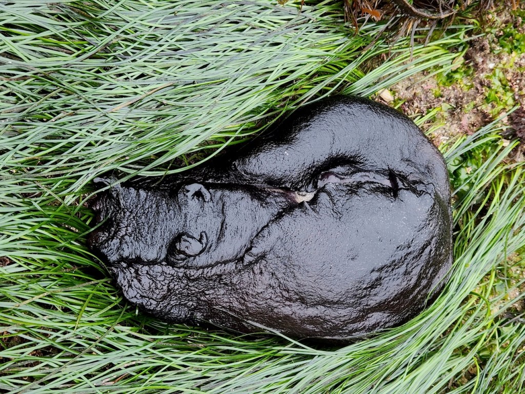 Large, shiny, black slug-like sea creature resting on a bed of long, green grass. The creature has a smooth, wet-looking surface and an elongated, rounded body. Its head is slightly pointed, and there are subtle ridges and bumps along its back. The overall appearance is glossy and almost tar-like, blending in with the natural surroundings.