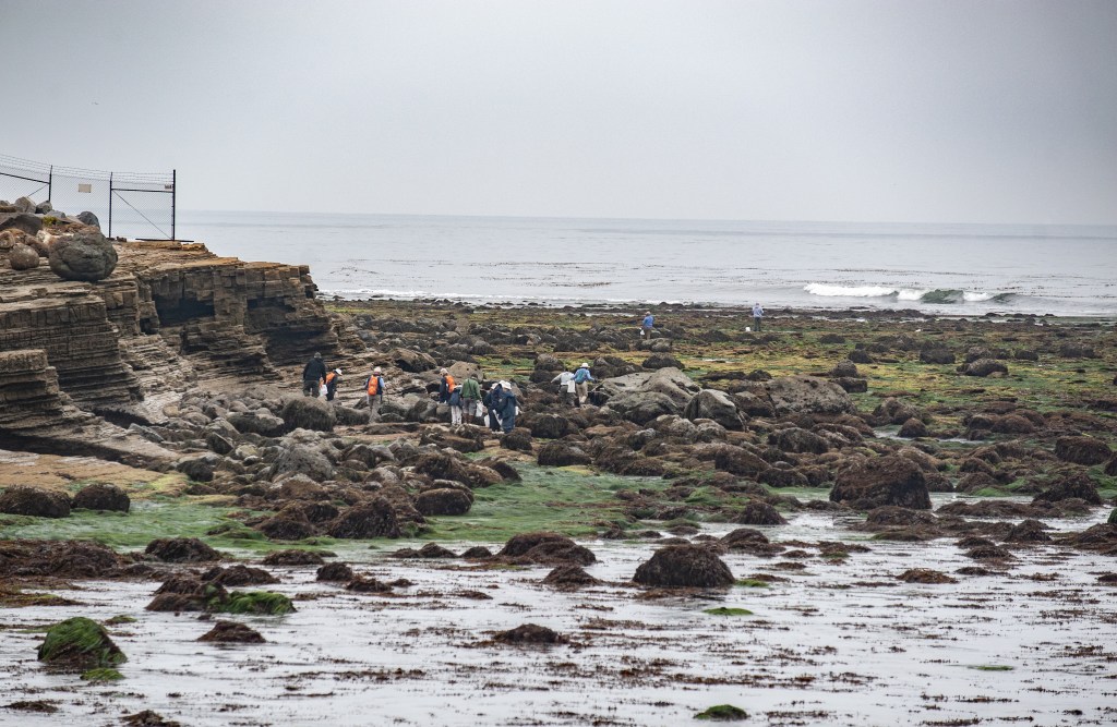 Rocky shoreline at low tide with scattered groups of people. The foreground and midground are covered in dark, rounded rocks and patches of green and brown seaweed. Several people, some wearing backpacks and outdoor clothing, are exploring the tide pools and rocky terrain. To the left, there is a layered rock formation with a fence on top. The ocean is calm in the background, with gentle waves and a cloudy, overcast sky above. The scene has a cool, muted color palette, giving it a tranquil, slightly misty atmosphere.