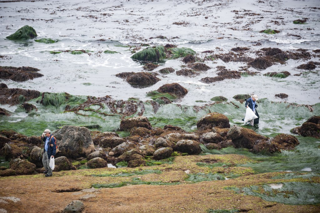 Rocky shoreline at low tide with two people. The foreground and midground are covered in rocks and green seaweed, with patches of brown and yellow algae. The ocean water is visible in the background, with more rocks and seaweed partially submerged. One person, wearing a light-colored cap and a blue jacket, stands on the left holding a white bag and a backpack. The other person, also wearing a light-colored cap and blue jacket, is further back and to the right, walking among the rocks and seaweed, also carrying a white bag. The scene appears overcast and cool, with muted natural colors.