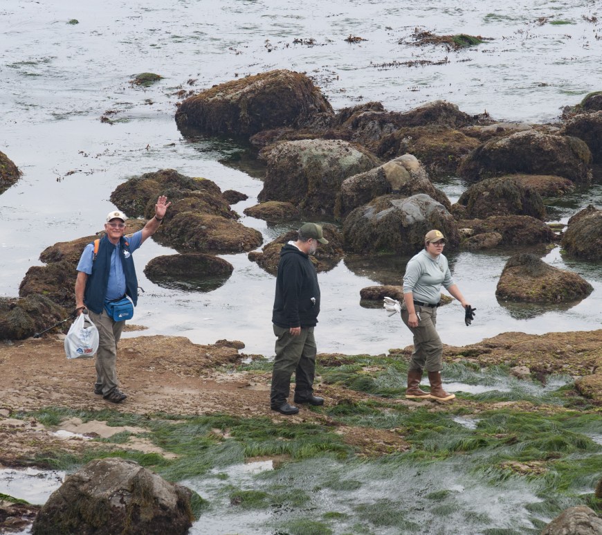 Three people exploring a rocky shoreline at low tide. The person on the left is an older man wearing a white cap, glasses, a blue shirt, and a navy vest. He is smiling and waving with his right hand while holding a white plastic bag in his left hand. He also has a blue pouch or bag slung across his body. The middle person is wearing a dark hoodie and a green cap, looking down at the ground as they walk. The person on the right is wearing a light gray hoodie, tan cap, and brown boots, holding what looks like black gloves or seaweed in their right hand. The ground is covered in wet rocks, patches of green seaweed, and shallow pools of water, with larger rocks and the ocean in the background. The overall scene appears overcast and cool.