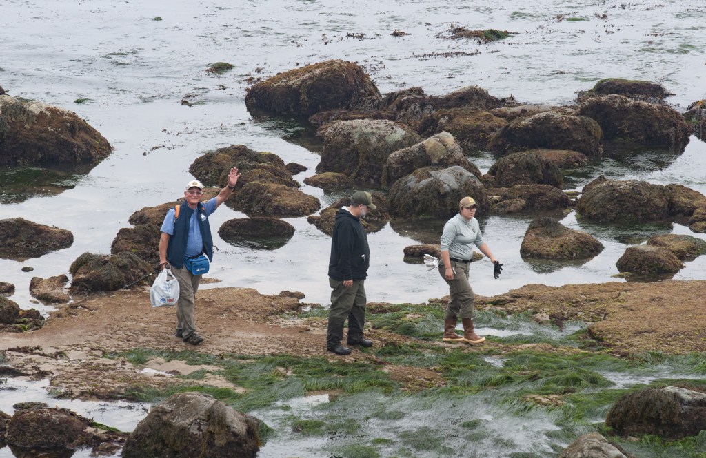 Three people exploring a rocky shoreline at low tide. The person on the left is an older man wearing a white cap, glasses, a blue shirt, and a navy vest. He is smiling and waving with his right hand while holding a white plastic bag in his left hand. He also has a blue pouch or bag slung across his body. The middle person is wearing a dark hoodie and a green cap, looking down at the ground as they walk. The person on the right is wearing a light gray hoodie, tan cap, and brown boots, holding what looks like black gloves or seaweed in their right hand. The ground is covered in wet rocks, patches of green seaweed, and shallow pools of water, with larger rocks and the ocean in the background. The overall scene appears overcast and cool.