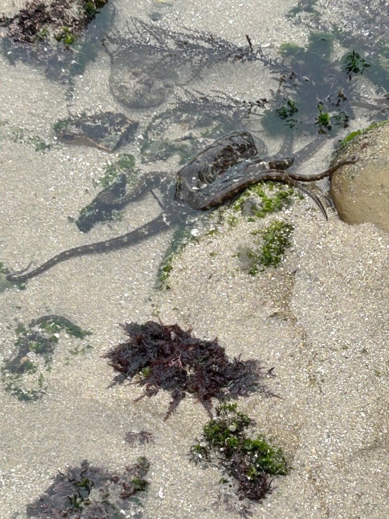 A camouflaged octopus blends into sandy, shallow water, nearly invisible against the seabed.