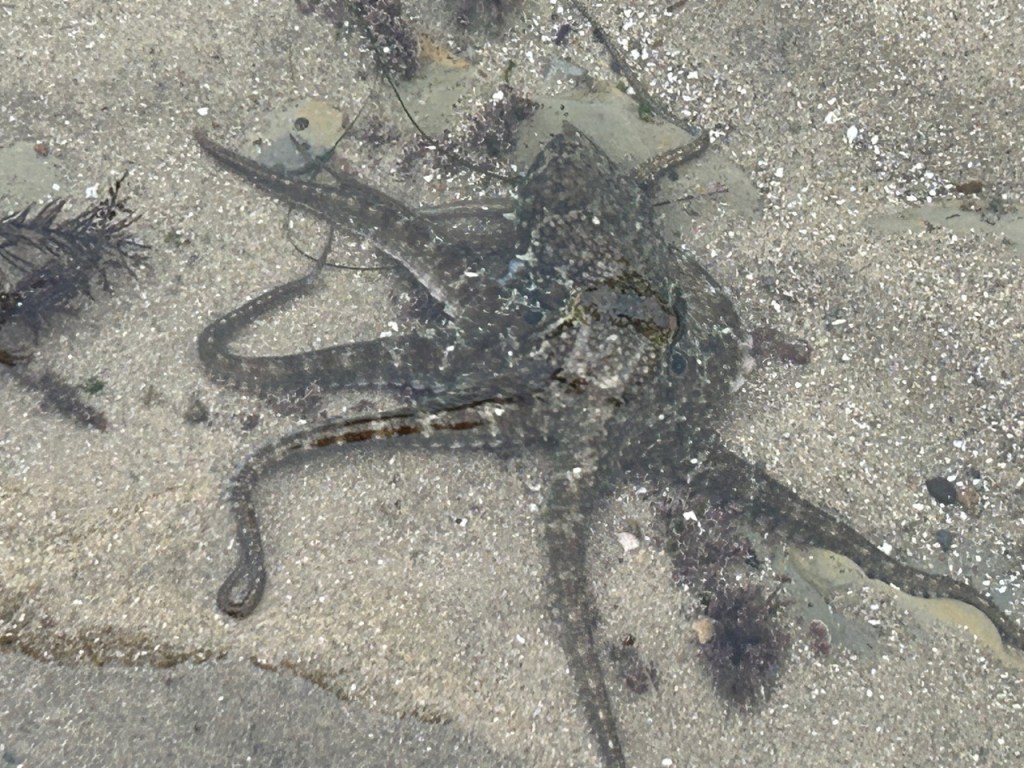 A camouflaged octopus blends into sandy, shallow water, nearly invisible against the seabed.