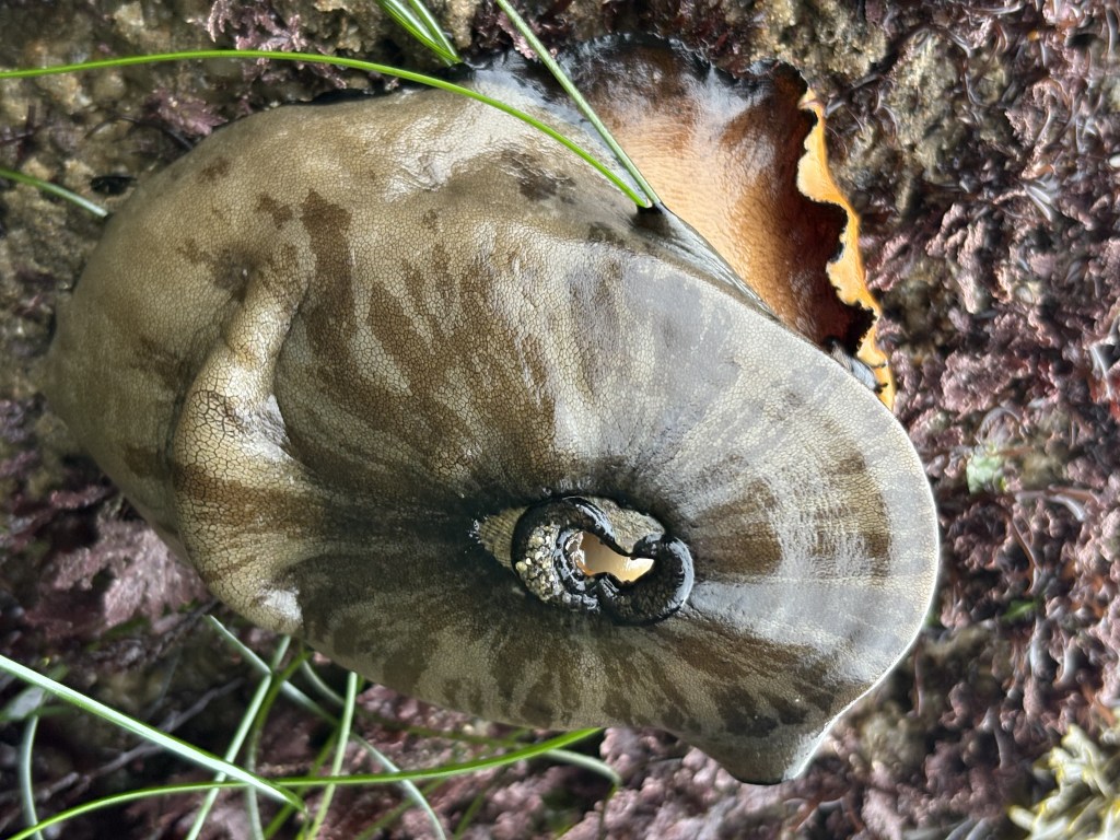 Large, brownish sea slug with a smooth, leathery texture. The animal is curled into a loose spiral, with a central opening that reveals a lighter, creamy interior. Its surface shows subtle, radiating patterns and some mottled darker patches. The slug is resting on a rocky, algae-covered surface with some green seagrass strands draped across it. The background includes reddish and brownish marine growth, giving the scene a tidepool or intertidal zone appearance.