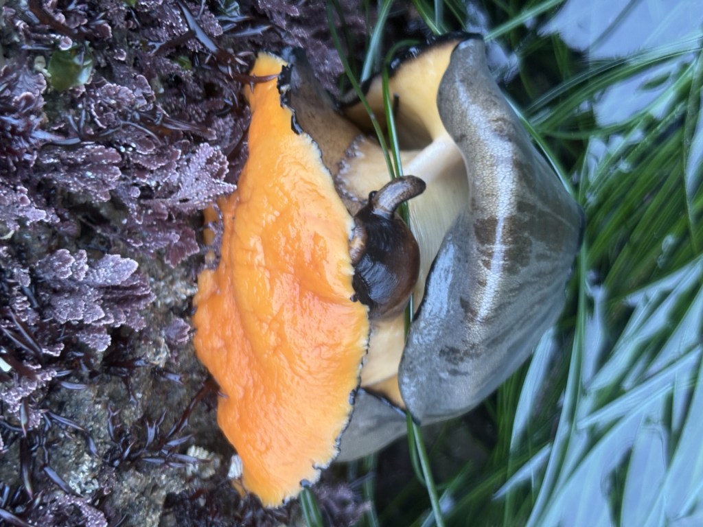 Large marine mollusk with a smooth, shiny, grayish-brown shell and a bright orange, fleshy foot. The animal is attached to a rock covered in purple and green seaweed, with some green seagrass nearby. The mollusk’s body is partially extended, and its orange foot is moist and glossy, contrasting with the darker, leathery appearance of the rest of its body. The environment appears to be a tide pool or rocky shoreline.
