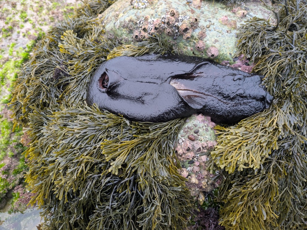 A large, shiny black sea slug lying on a bed of greenish-brown seaweed and rocks. The sea slug has a smooth, elongated body with a slightly wrinkled texture and a visible opening near one end. Its surface is wet and glossy, reflecting the light. The surrounding seaweed is dense and bushy, with thin, finger-like fronds. The rocks beneath are covered in patches of green and pink, with small barnacles and other marine life attached. The overall scene appears to be in a tidal pool or rocky shoreline environment.