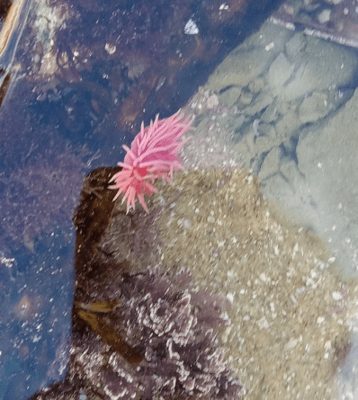 Bright pink sea slug (nudibranch) on sand and rocks in a shallow, clear tidepool.