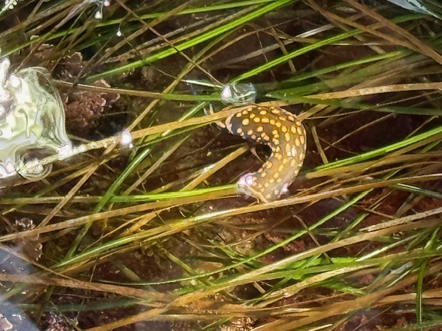 A spotted sea slug among green sea grass underwater, with light reflecting off the water’s surface.