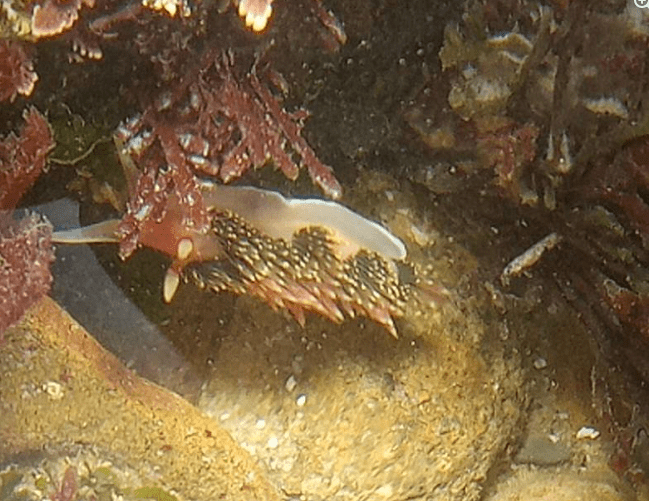 Underwater nudibranch with a blue-white back and dark, spiky appendages near seaweed and rocks.