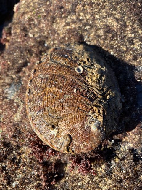 A rough, brown oval shell with small holes, partly covered in sand on a rocky surface.