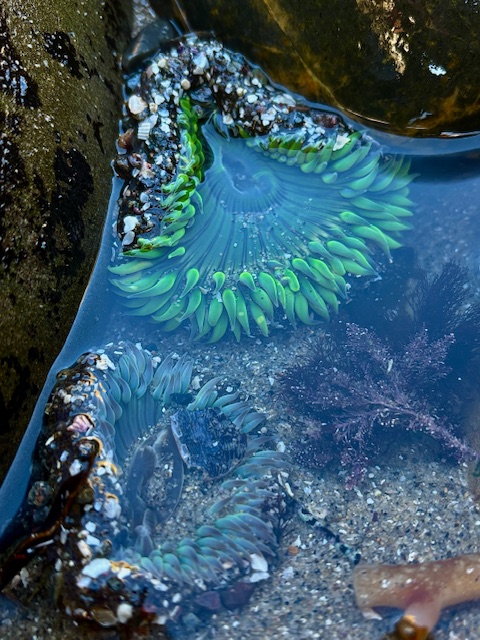 Two bright green sea anemones in a tide pool, surrounded by rocks and seaweed.