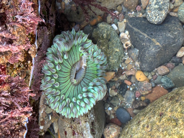 Green sea anemone with tentacles in a tide pool among rocks and purple seaweed.