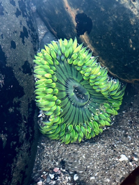 Bright green sea anemone with short tentacles nestled between rocks underwater.