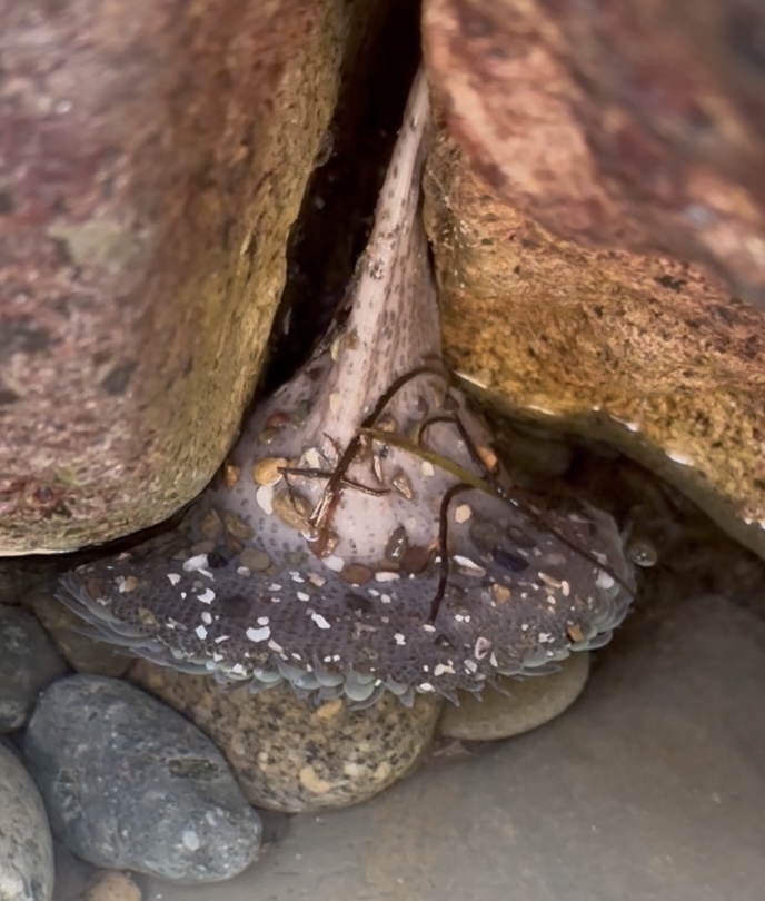 Gray sea anemone with shells and seaweed wedged between rocks and pebbles in shallow water.