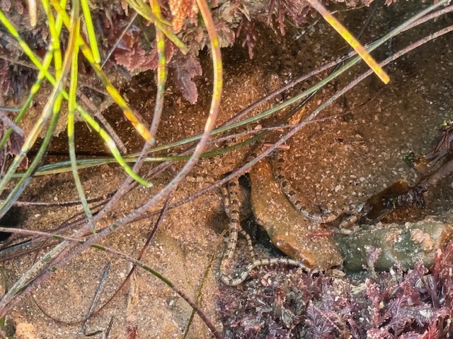 Thin, striped marine creature blends in among sand, rocks, seaweed, and algae in a tide pool.