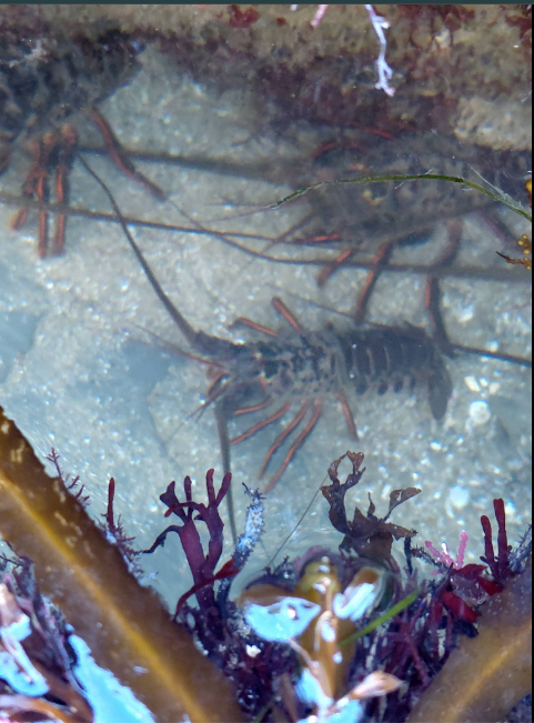 Lobsters with long antennae in shallow water, surrounded by seaweed and rocks.