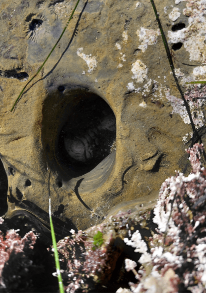 A round hole in a rock with a marine creature inside, surrounded by seaweed and barnacles.