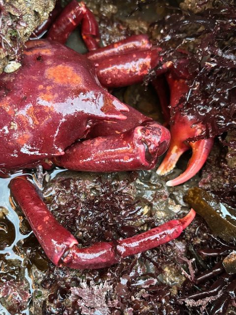 Red crab with a broken claw among wet seaweed and rocks in a tide pool.
