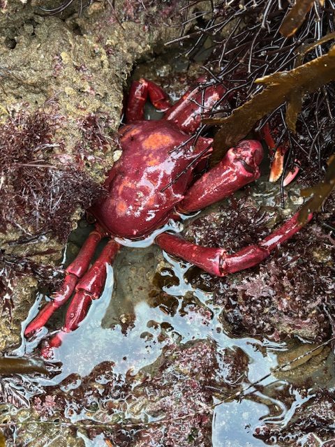 A reddish-purple crab in a rocky tide pool, surrounded by seaweed and shallow water.