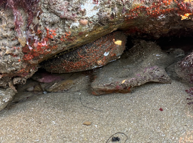 A large abalone tucked under a rocky ledge at the shoreline, surrounded by wet sand and sea life.