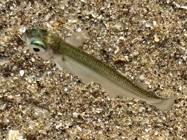 Small silvery fish with big eye lying on coarse, sandy ground, body slightly curved.