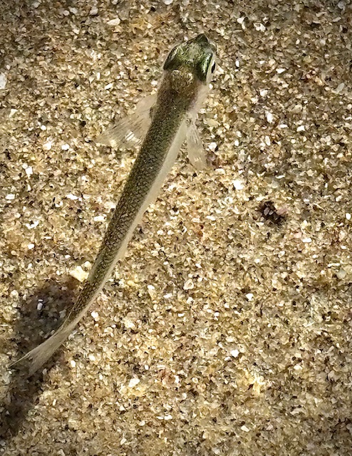 Slender fish with a pointed head lying on coarse, sandy beach with tiny shell fragments.