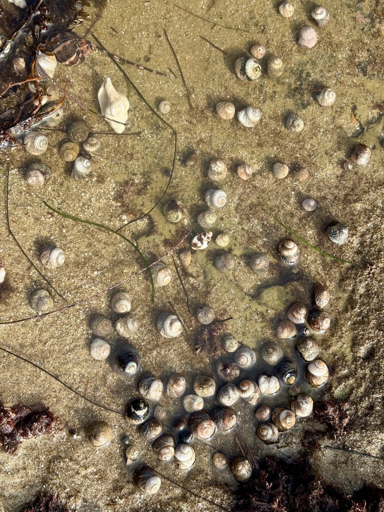 Cluster of small spiral seashells on wet sand, partly underwater with bits of seaweed.
