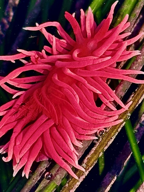 Bright pink sea slug with long, flowing tentacles on green and brown underwater plants.