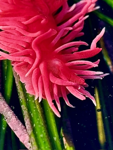 Bright pink sea slug with finger-like projections, lying among green underwater plants.