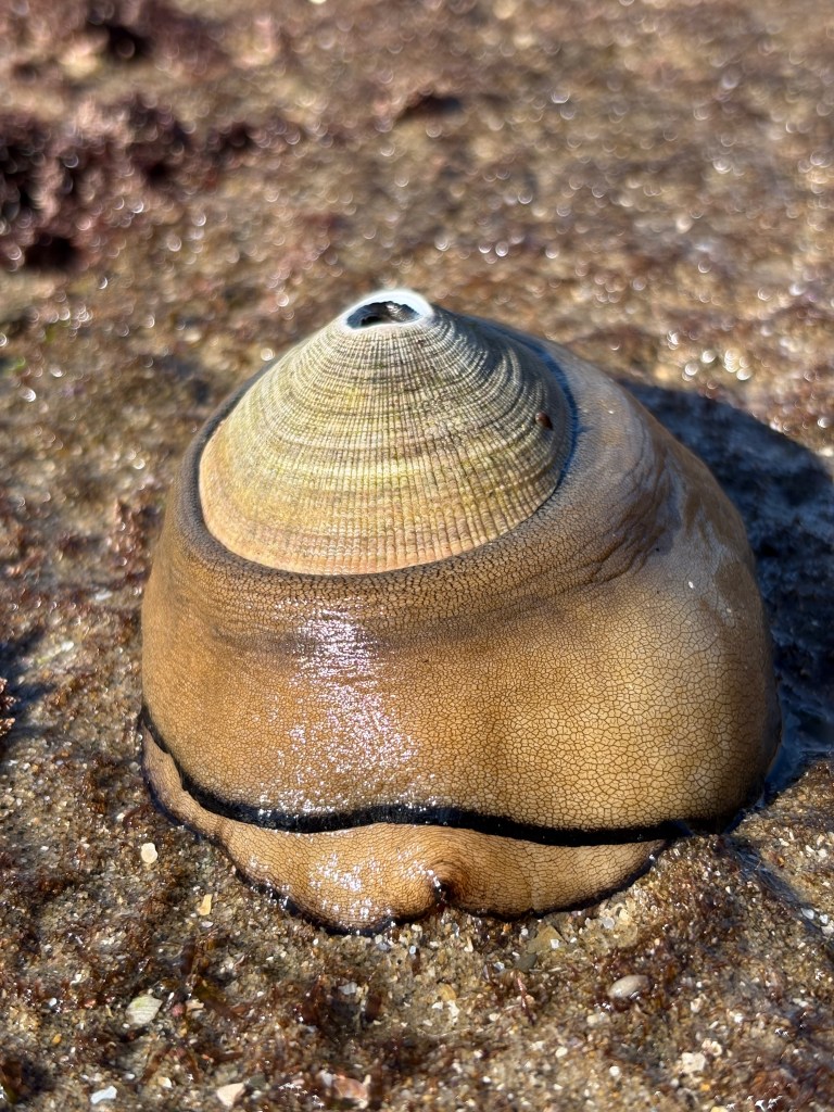 Cone-shaped marine mollusk with a smooth shell and a soft, brown body on wet rocks.
