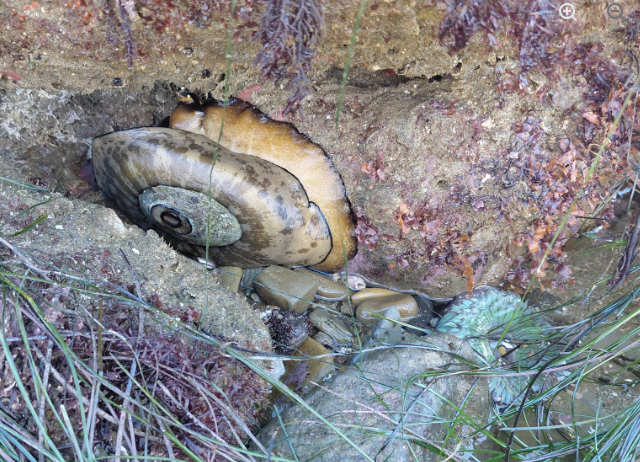 A large spiral fossil embedded in rocks, surrounded by seaweed and marine plants.