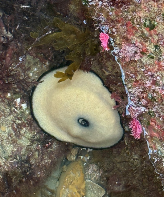Cream oval sea creature with black edge and dark spot, nestled among rocks and seaweed.