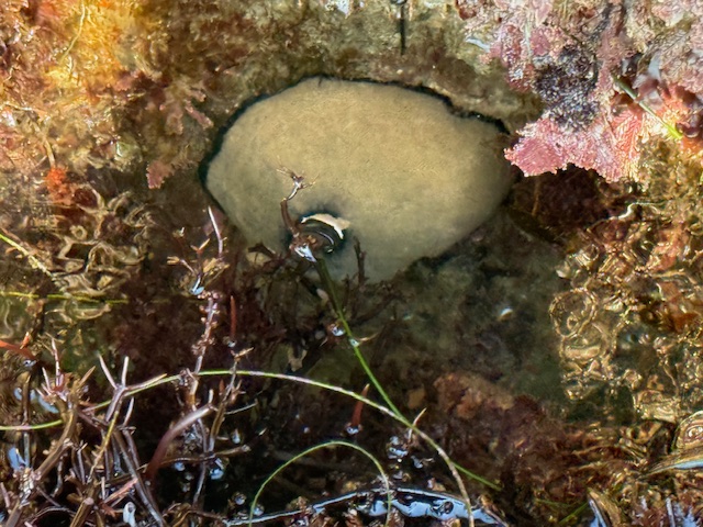 Underwater rock with a large beige sponge surrounded by seaweed and algae.