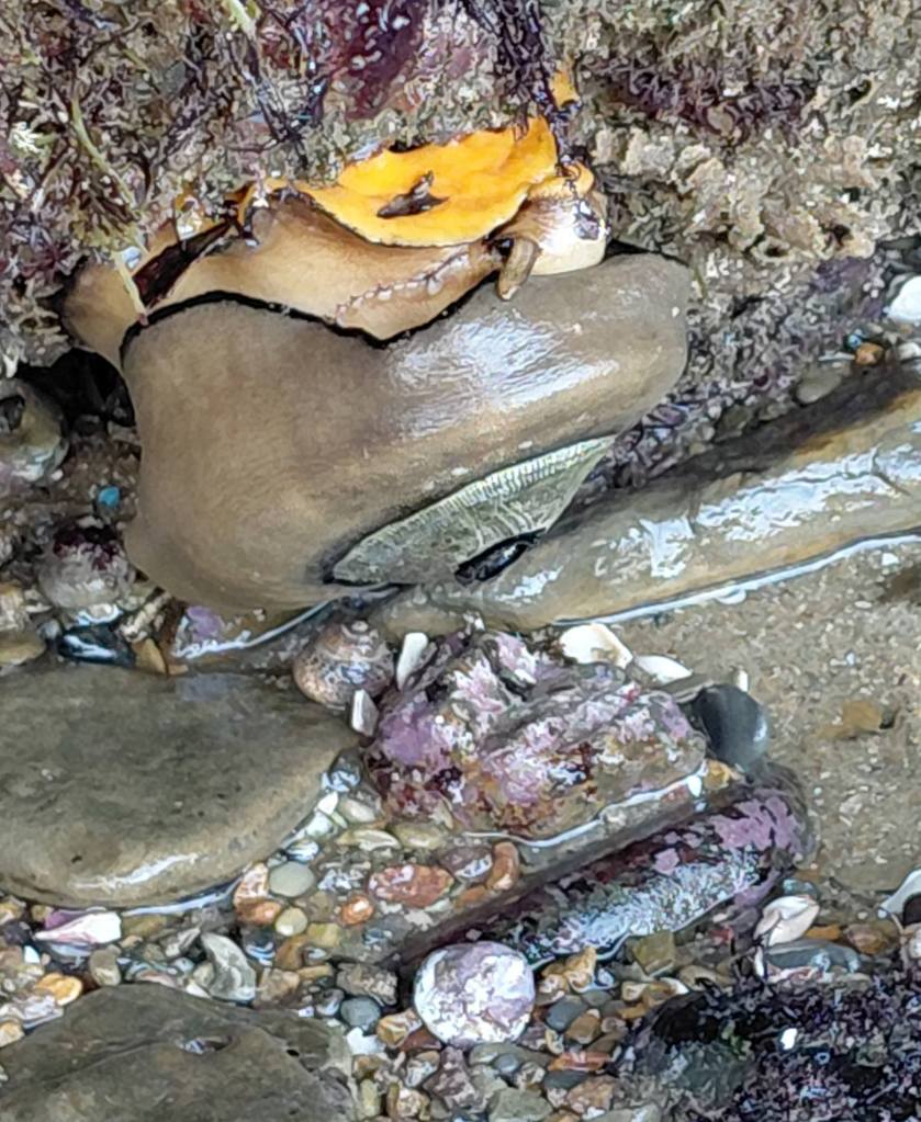 Large sea snail with orange tissue, wedged in rocks, surrounded by wet pebbles and seaweed.