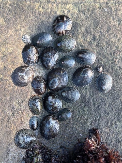 Cluster of small, dark limpets attached to a wet rock, with some seaweed on the right side.