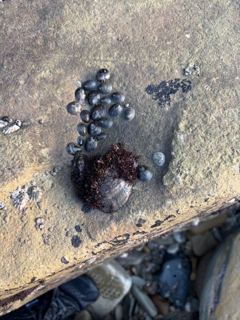 Cluster of small dark snails and a larger limpet on a sandy rock with some barnacles nearby.