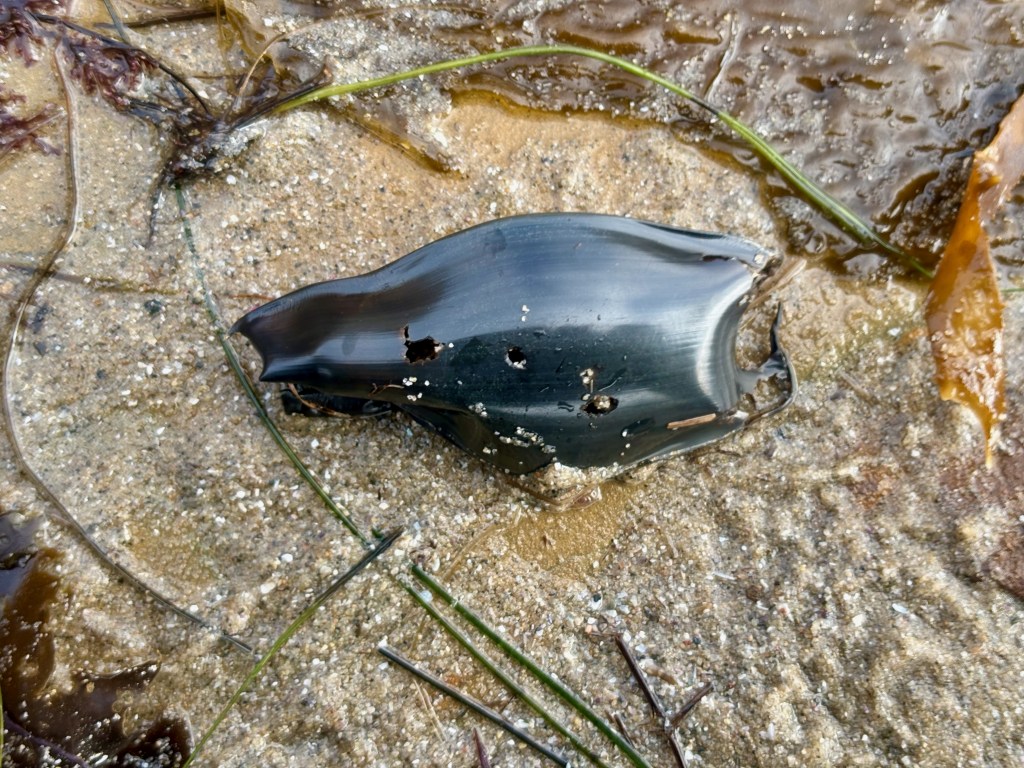 A dark, leathery egg case (mermaid’s purse) on wet sand, surrounded by seaweed.