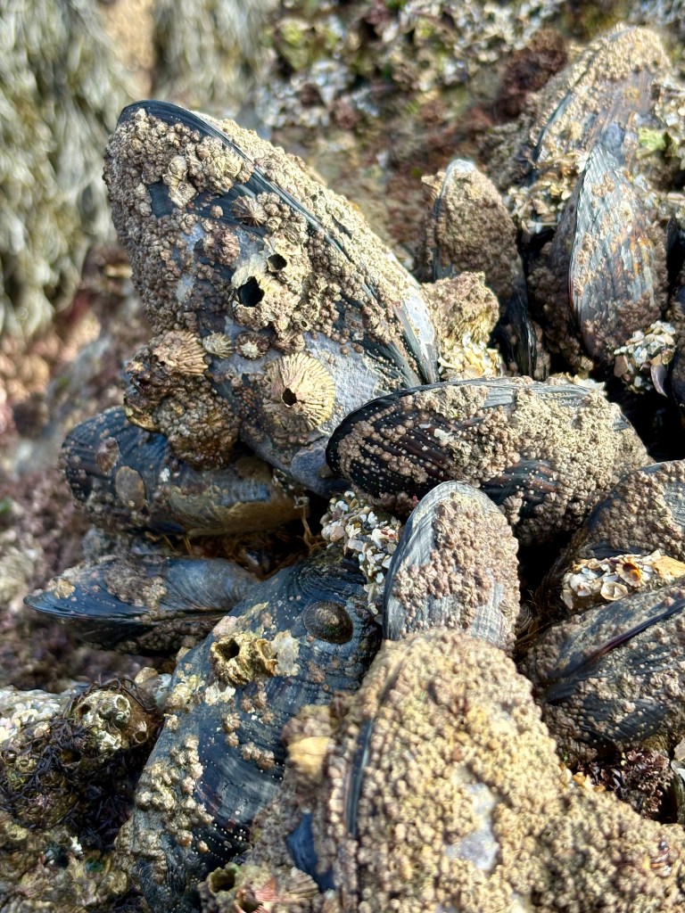 Mussels covered in barnacles and small marine life, clustered tightly on a rocky surface.