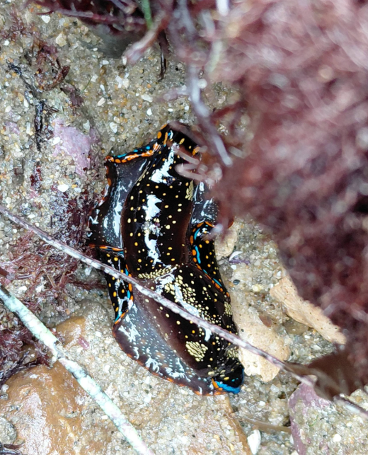 A dark, spotted sea slug with blue and orange edges on wet sand near seaweed.