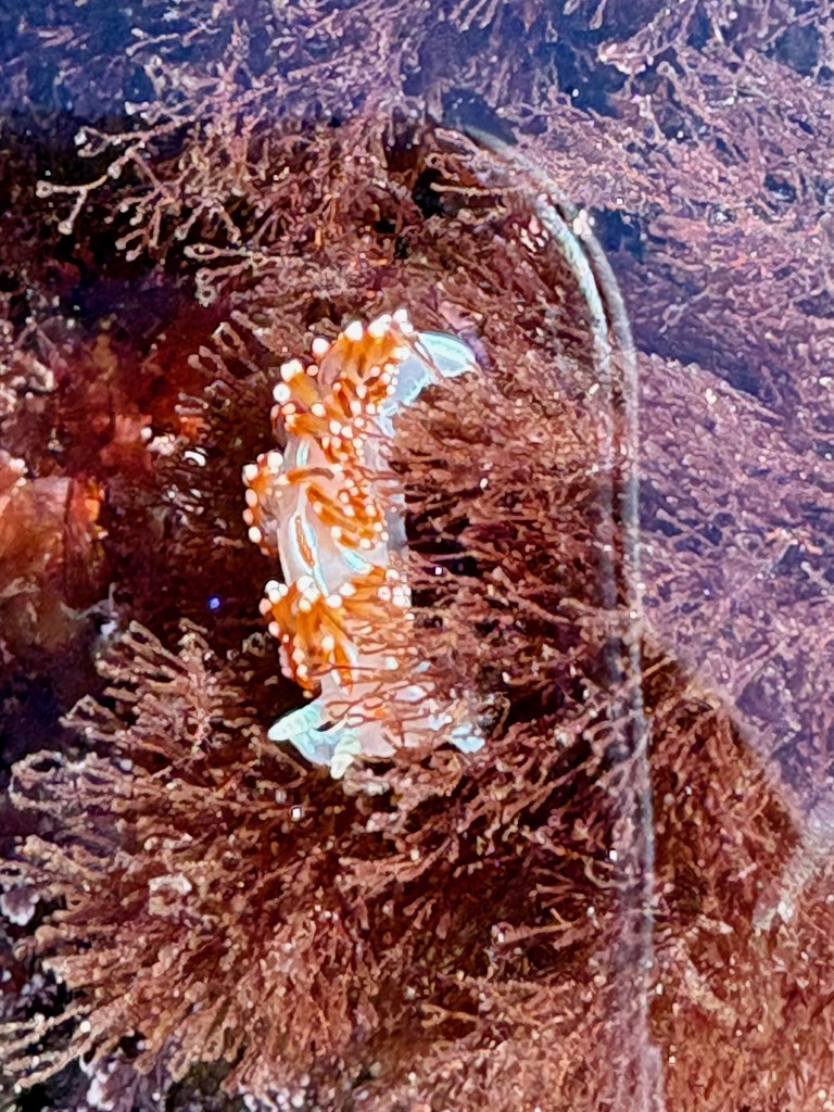 Orange-tipped nudibranch on reddish-brown seaweed under shallow water.